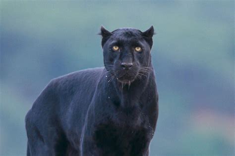 Black 'panther' loose - First pic emerges of Ayrshire 'big cat' spotted in field as cops and ...