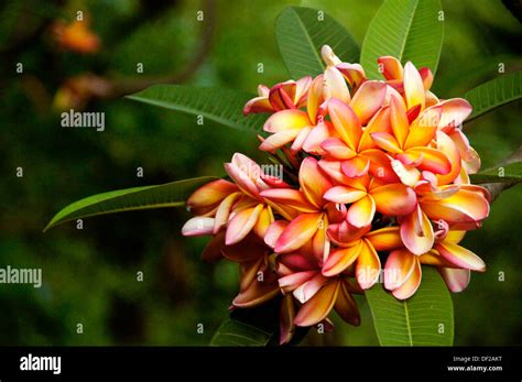 Namibia National Flower High Resolution Stock Photography and Images - Alamy