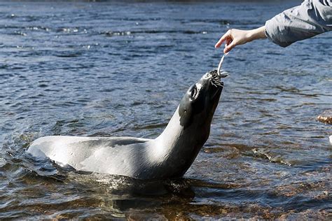 Pinniped Background Images, HD Pictures and Wallpaper For Free Download ...