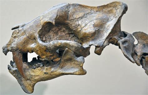 Hoplophoneus primaevus (fossil false sabertooth cat) (Midd… | Flickr