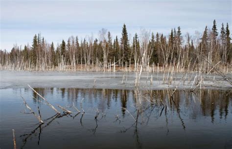 Photo of the week #20 - Climate change threatens the world's Boreal Forests