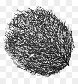 tumbleweed png 10 free Cliparts | Download images on Clipground 2024