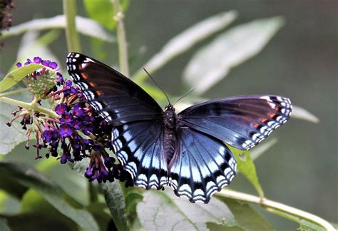 Red Spotted Purple Admiral Butterfly Photograph - Etsy