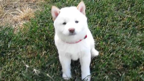 Cream Shiba Inu Puppies For Sale