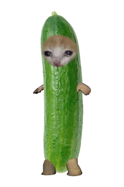 The Cucumber Cat 🥒 | Shocked cat, Cat crying, Dog crying