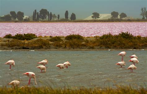 Wild-life shooting in Camargue National Park - artborghi.com