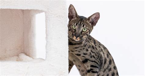 Savannah Cat Adoption: Are These Cats Good Pets?