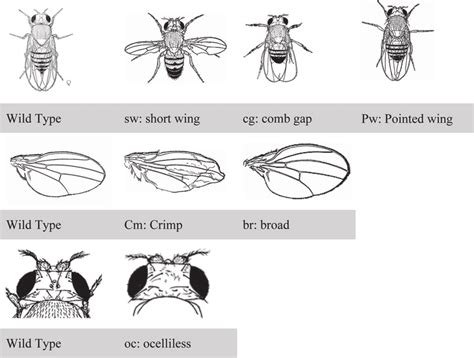 Six illustrations of D. melanogaster mutations, corresponding to Table... | Download Scientific ...