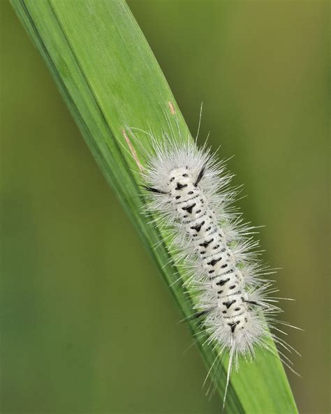 Hickory Tussock Moth Caterpillars - CK Public Health