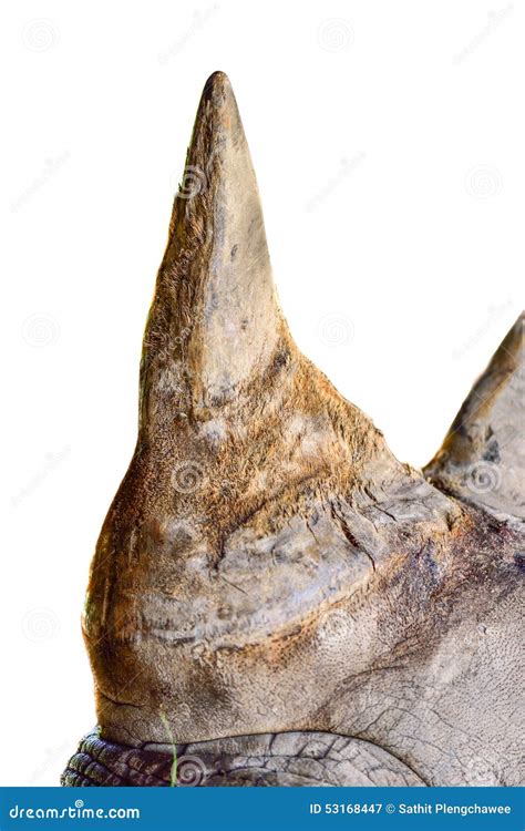 Horn of a rhinoceros stock image. Image of white, wildlife - 53168447