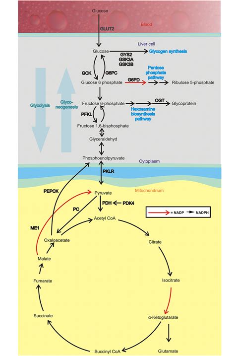 Glucose metabolism pathways in the liver. Abbreviations: glucose ...