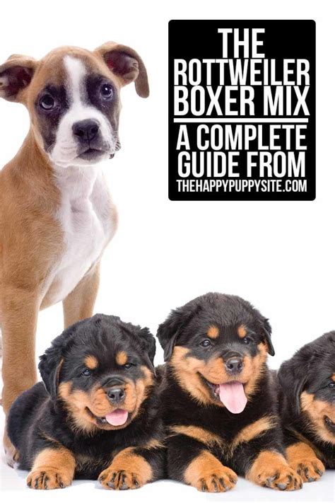 Rottweiler Boxer Mix - Your Guide To The Boxweiler