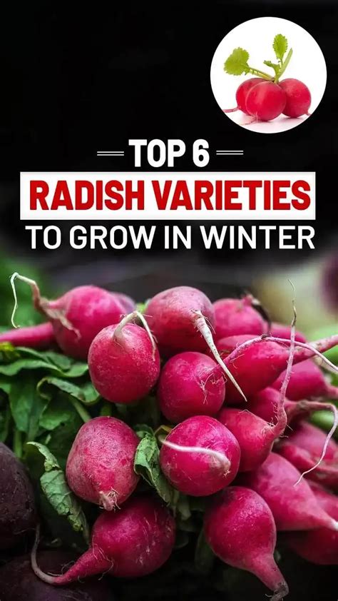 Winter Delights: Explore the Top 6 Radish Varieties