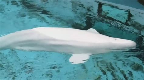 Rescuers to relocate beluga whale trapped in N.B. river | CTV News