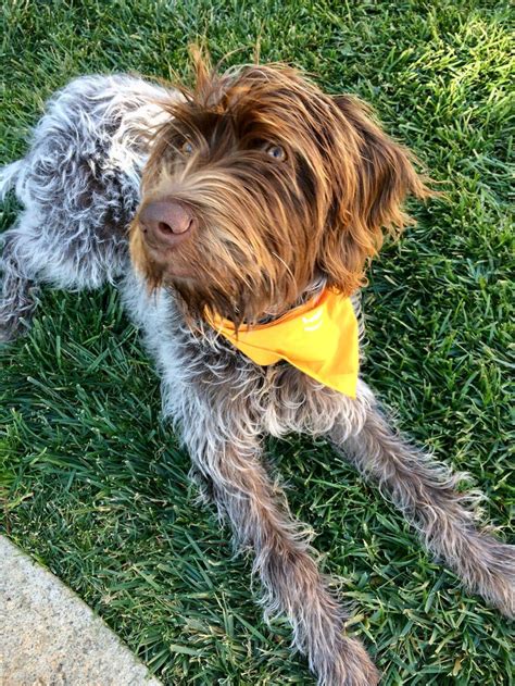 Wirehaired pointing griffon puppy | Puppies, Puppies for sale, Dogs for ...