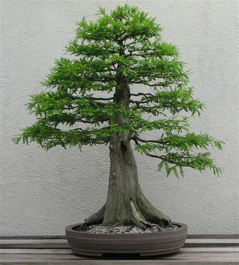 Metasequoia glyptostroboides - Dawn Redwood for sale | Bonsai tree, Bonsai styles, Bonsai tree types