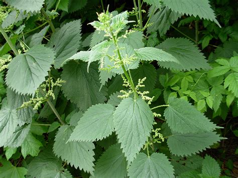 Stinging Nettle (Urtica dioica) in Alberta