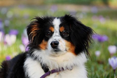 Are Australian Shepherds Good With Cats? | DoggOwner