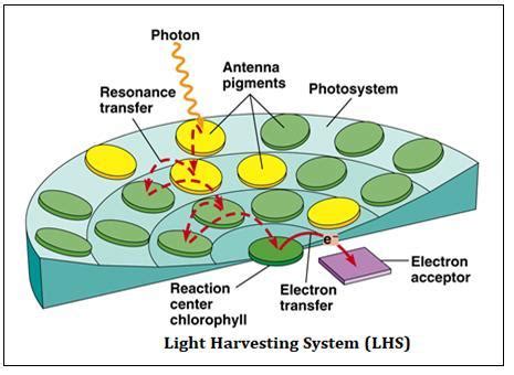 What is light harvesting complex? What are the different types of photo systems? - Brainly.in