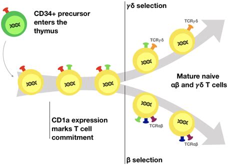 Taghon Lab – Unravelling human T cell development