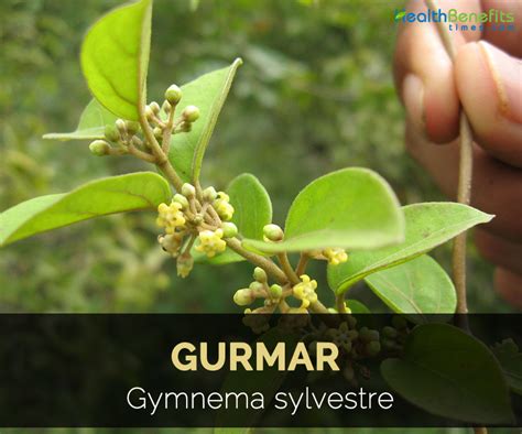 Gurmar Facts and Health Benefits