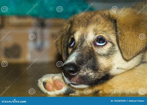 Puppy and dreams stock photo. Image of nice, laying - 105383990