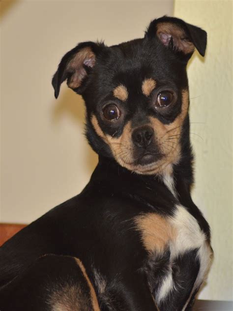 Chug dog for Adoption in Colorado Springs, CO. ADN-422713 on PuppyFinder.com Gender: Female. Age ...