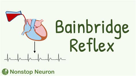 Bainbridge Reflex - How Increased Atrial Pressure Increases Heart Rate? - YouTube