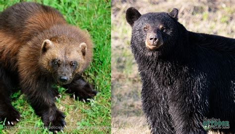 Wolverine vs. Black Bear [VIDEO] - Montana Hunting and Fishing Information