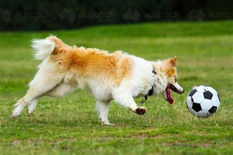 Image of A pet dog playing with a soccer ball in an urban park in ...