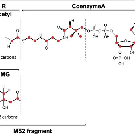 FluxFix correction for acetyl-CoA and HMG-CoA from [ 13 C]-glucose... | Download Table