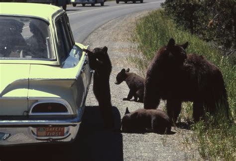 Incredible Photos of Tourists Feeding Bears From Their Cars in ...