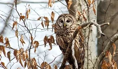 Barred Owl Facts | Anatomy, Diet, Habitat, Behavior - Animals Time