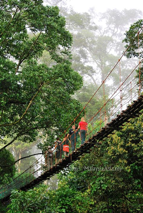 Canopy Walk at Danum Valley Sabah