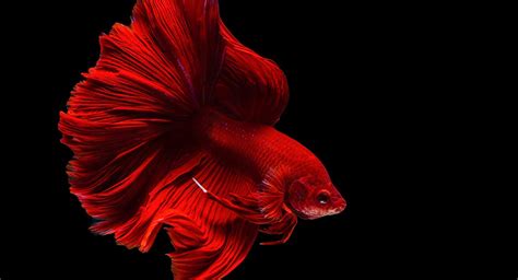 Betta Fish Names - 140 Great Ways To Name Your Siamese Fighting Fish