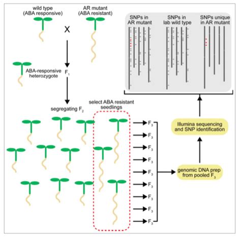 Genome Resequencing for Mutant Identification - Weeding the Gems