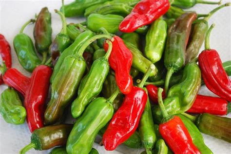 Pepper - Sweet Non-Bell | Pepperoncini (Greek) | Bloomfield Garden Center