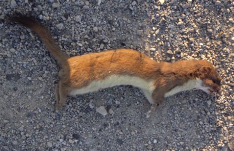 Keeping Your Head in (All) the Game(s): Voting for a Dead Weasel