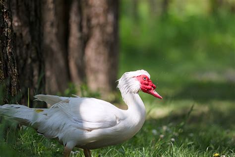 White Muscovy – Feathered Acres