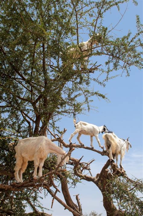 Goats Eating Argan Fruits, Essaouira Morocco Stock Photo - Image of fruit, climb: 21637714