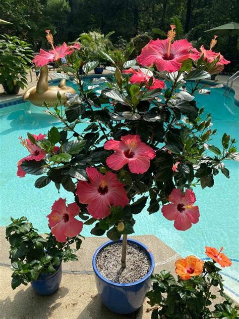 How to Keep Hibiscus Blooming | 10 Hibiscus Flowering Tips