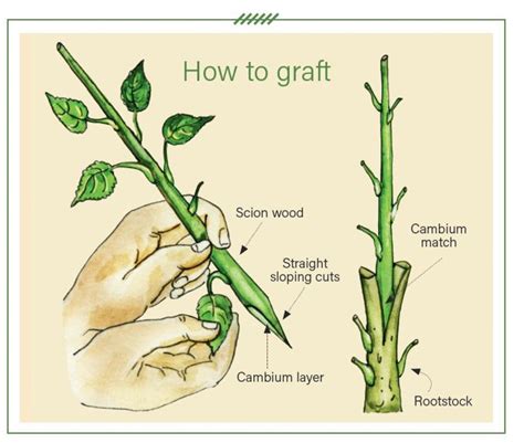 How Do You Propagate Honeysuckle - Back Gardener