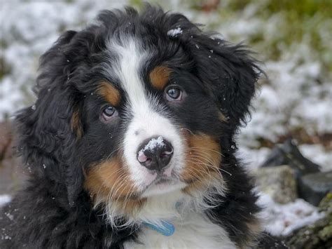 Bernese Mountain Dog Border Collie Mix: Interesting Information ...