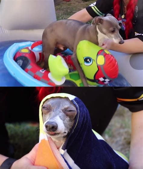 17 Jenna Marbles Kermit The Dog Moments