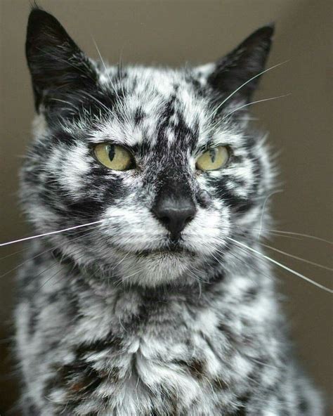 Stunning... | Cats, Beautiful cats, Old cats