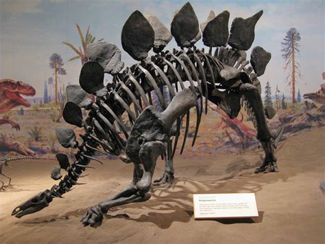 Stegosaurus State Fossil | State Symbols USA