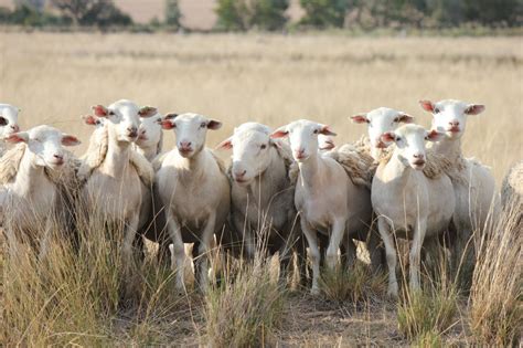 Australian Dorper & Australian White Sheep – Cluny Livestock Exports Pty Ltd