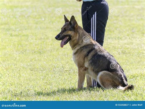 German Shepherd in Police K-9 Training Stock Image - Image of attack ...