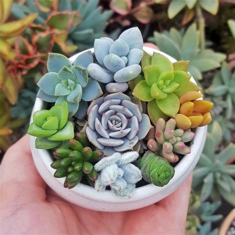 How to make a succulent arrangement