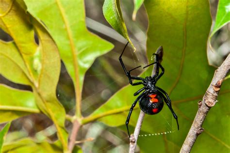 The Black Widow - Alabama Cooperative Extension System